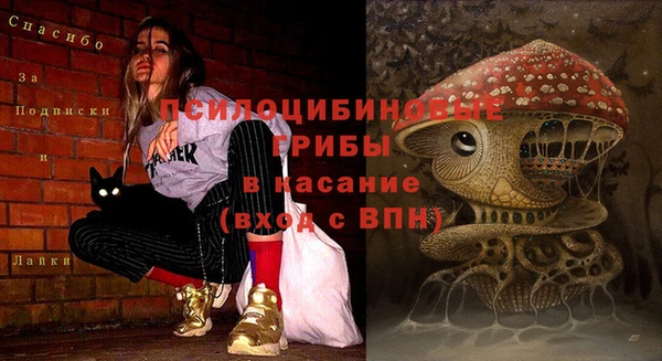 стаф Арсеньев